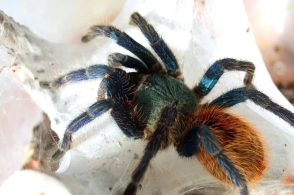 A train passenger in Germany forgot 20 dangerous tarantulas on the train