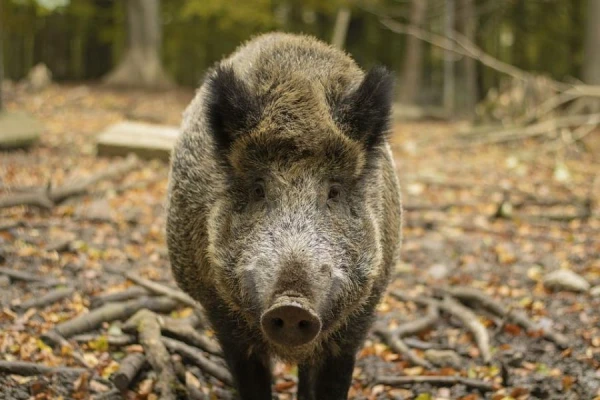 In Germany, about 3,000 'radioactive' wild boars were shot. Where does cesium come from?