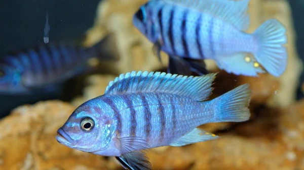 Fish Can Distinguish Human Faces