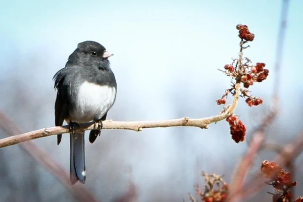 Bird brains are twice as small as those of mammals, but no less efficient