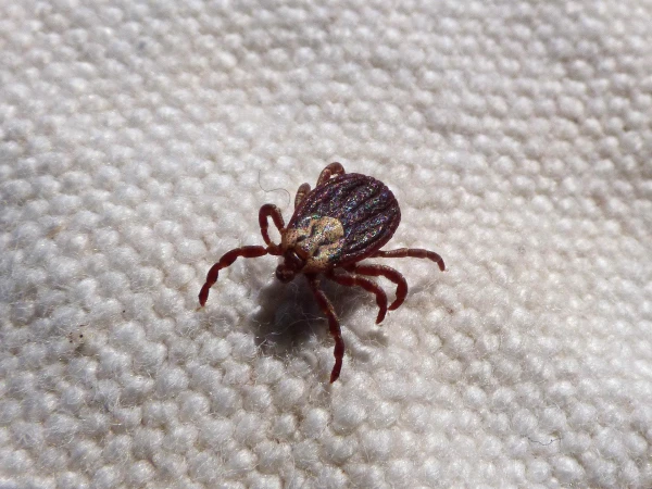 Will you check my tick? How much does it cost to submit a parasite for analysis in Latvia