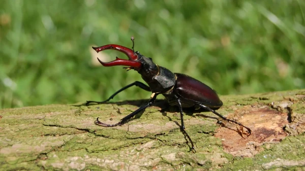 Spy Bugs for NATO: Biohybrids on the Brink of Combat Application?