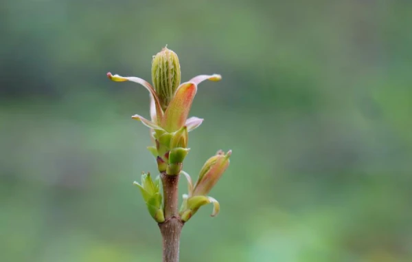 Frost is expected at night, but the day will be sunny