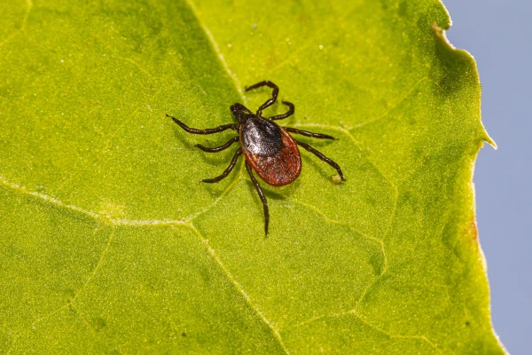 There Will Be More Ticks This Summer Than Usual