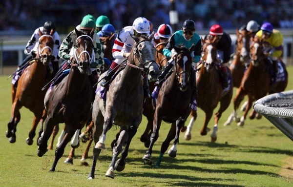 Why You Shouldn’t Water a Horse Immediately After Racing?