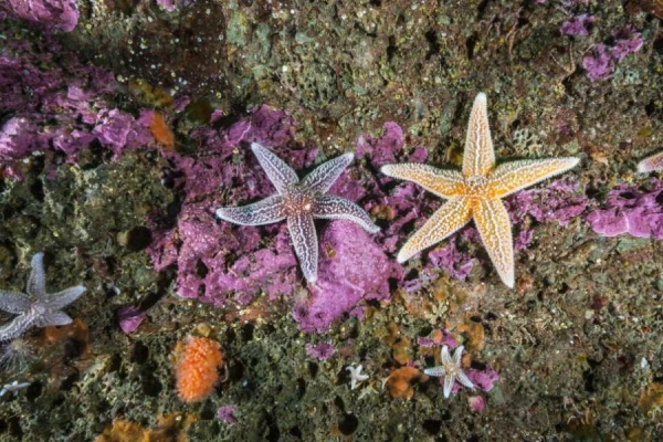 Why Do Animals Not Have Three or Five Legs?