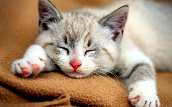 Why Do Cats Spend So Much Time Sleeping?