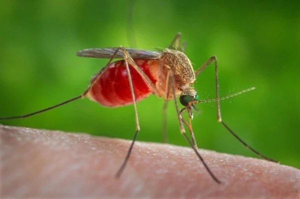 Why Mosquitoes Cannot Transmit HIV?