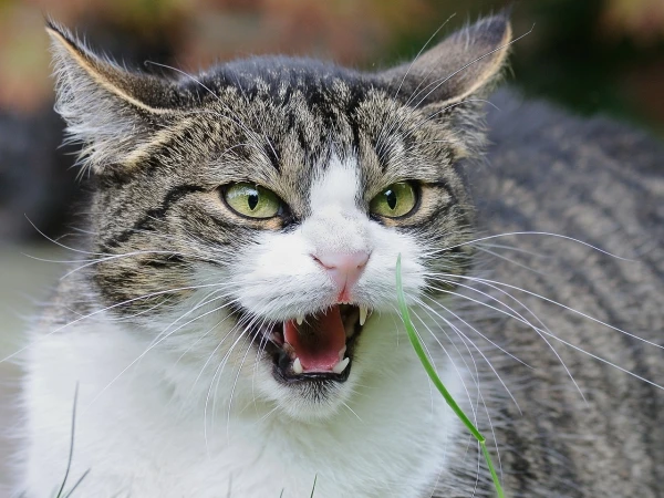 Why Cats Hiss: The Main Reasons for This Behavior