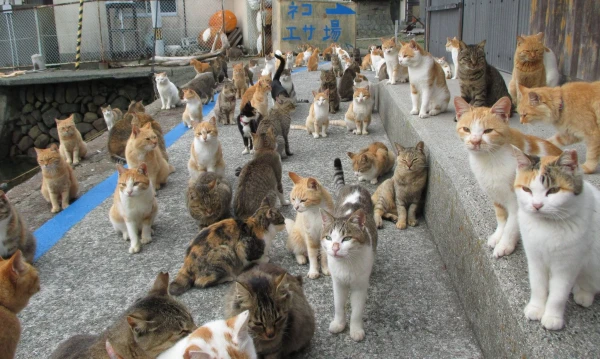 Aoshima: The 'Cat' Island Where Cats Outnumber People