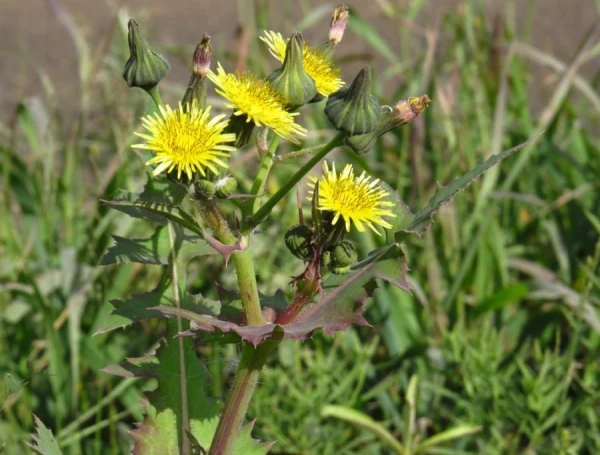 Expert Tips for Weed Control