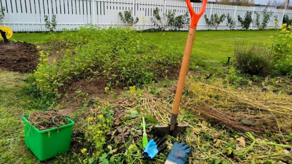 Dacha Owners Recommended to Water Strawberries with Iodine