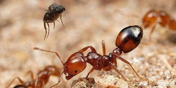 Interesting Discovery: Ants Can Serve as a Spider Repellent