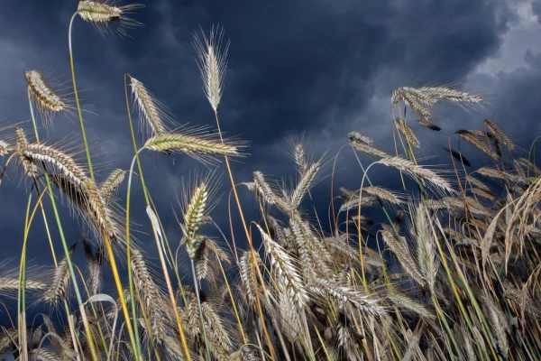 Grain Flow: Transit from Russia through Latvia Increased Significantly