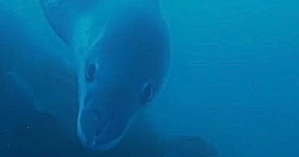 Encounter with a Fearsome Predator: Ukrainian Polar Researchers Captured a Sea Leopard