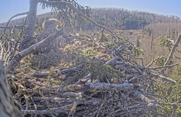 The second chick has hatched for the sea eagles in Durbe