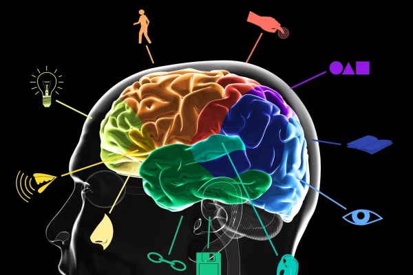 First the Thought — Then the Action: How the Brain Works