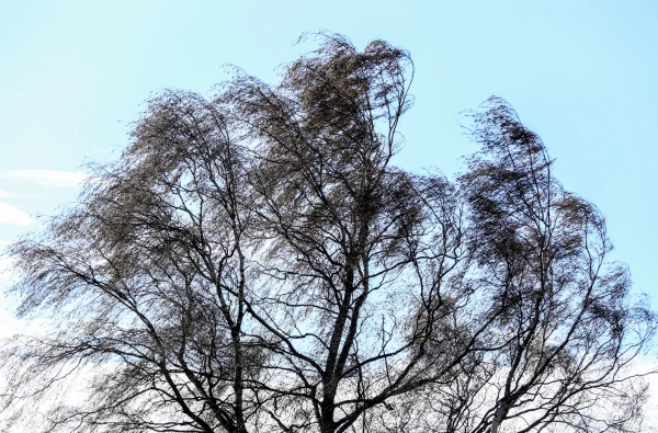 Meteorologists promise an increase in wind gusts tomorrow