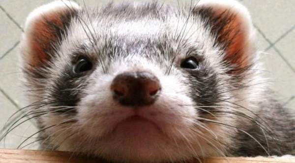 Scientists Successfully Clone Two American Ferret Kits