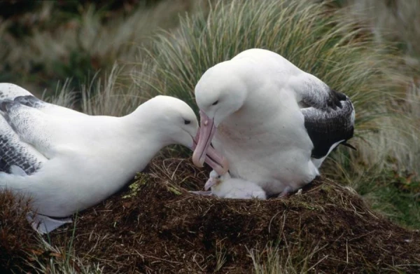 The Oldest Wild Bird in the World is Looking for a New Mate