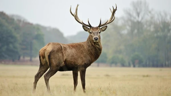 Two Hunters in the U.S. Die: Possible Link to the 'Zombie Virus' of Deer