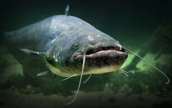 Chernobyl Giant Catfish: Debunking Myths About Radiation and Anomalies