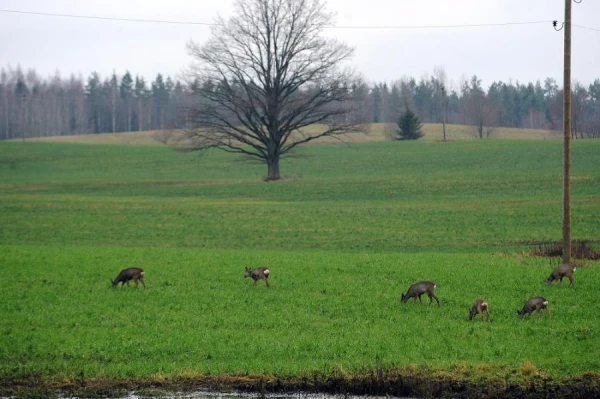 Protected Fields — Farmers at a Loss: What is Happening in the Jekabpils Region