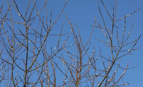 April in Latvia turned out to be warmer than normal and with a deficit of precipitation