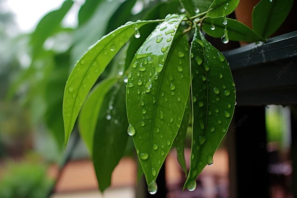 Plants 'hear' rain: how droplets activate seed germination