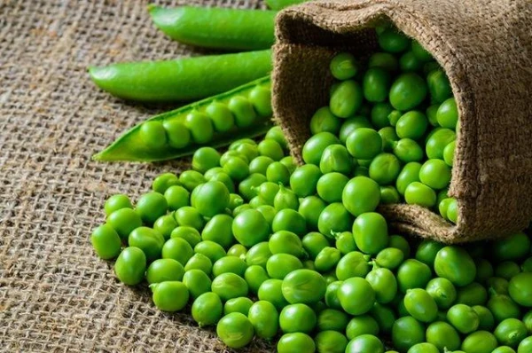 Five Reasons to Plant Legumes in Your Garden: Beans, Peas, Vigna, and Others