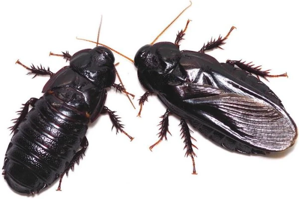 Who are the natural enemies of cockroaches?
