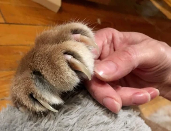 Why can cats retract their claws, but dogs cannot?