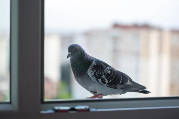 Pigeons Will No Longer Land on Your Windowsill: Humane Ways to Get Rid of Feathered Friends