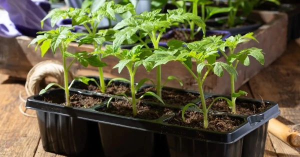 Secrets of Strong Tomato Seedlings: April Tricks for Feeding and Care