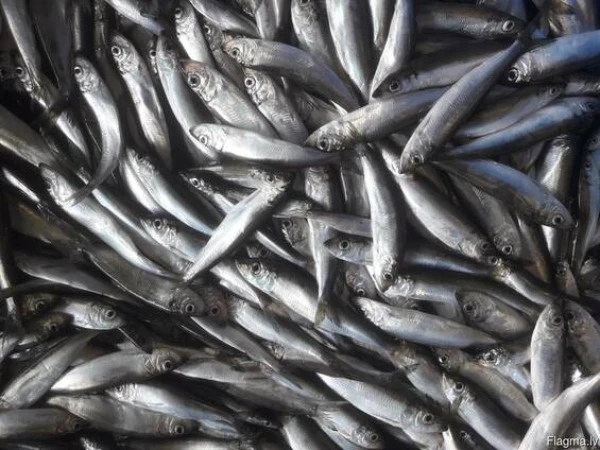 Caught a fish? - Count it and report it - Latvian fishermen have a new obligation