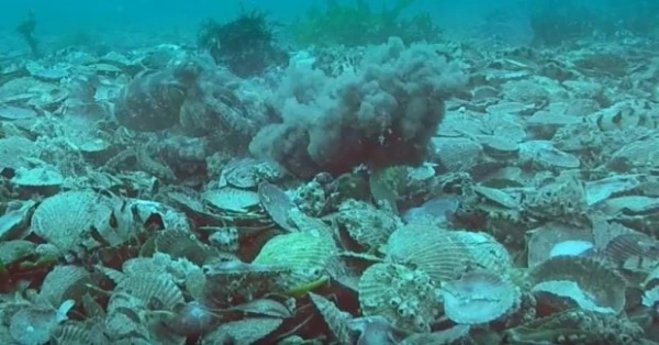 Throwing Octopuses: Do Females Really Throw Stones at Males? Scientists' Discovery