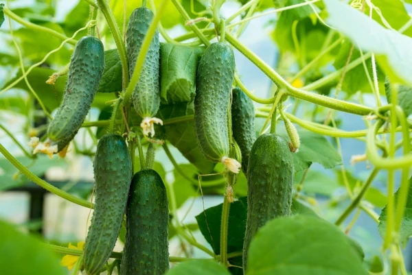 Cucumbers: Secrets of a Record Harvest Without a Single Mistake