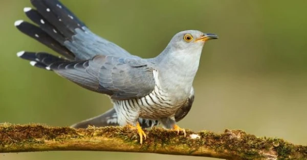 Cuckoos: Scientists Unravel the Mystery of Egg Laying, Debunking a Centuries-Old Myth
