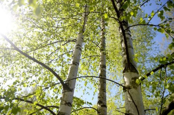 Allergist explains how to protect yourself from allergies during birch flowering