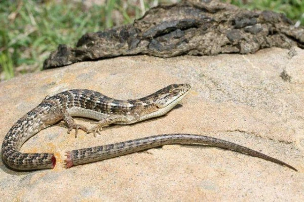 Why Do Only Lizards Regrow Their Tails?