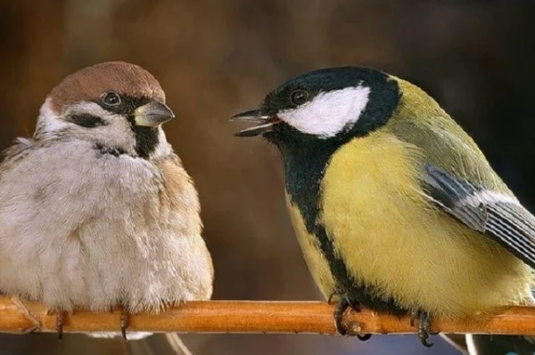 Why do great tits attack sparrows?