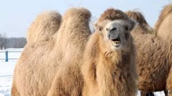 Why Camel Milk Will Become a Popular Choice in the Future