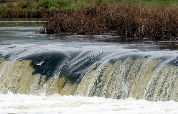 Today in Kuldiga the Flying Fish Festival will take place