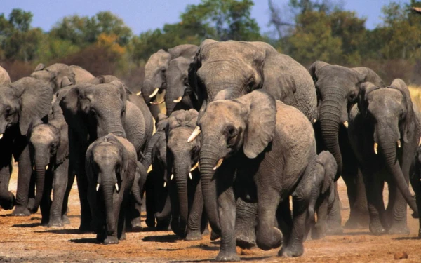 American millionaire killed on $40,000 safari: enraged elephants trample hunter