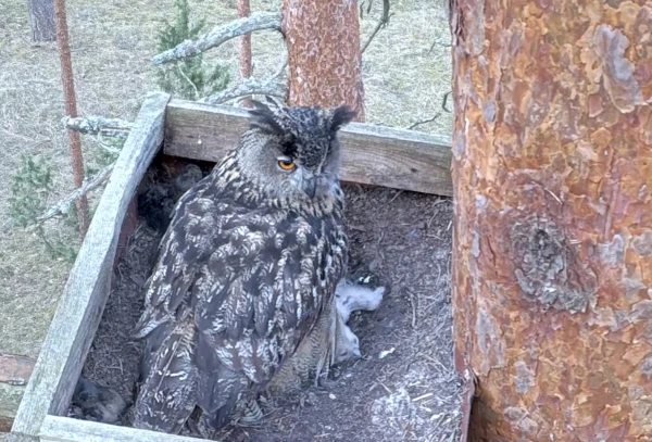 Night Miracle Live: A Chick Hatched at the Latvian Eagle Owl Nest