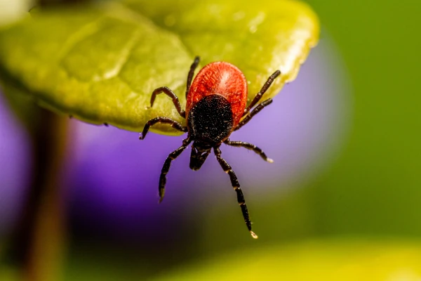 Ticks Have Already Woken Up. In Which Regions This Year Children Can Get Vaccinated for Free