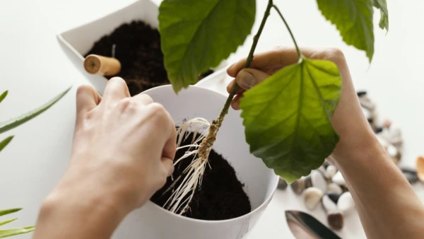 How to Accelerate Root Growth Naturally: 5 Best Natural Stimulators