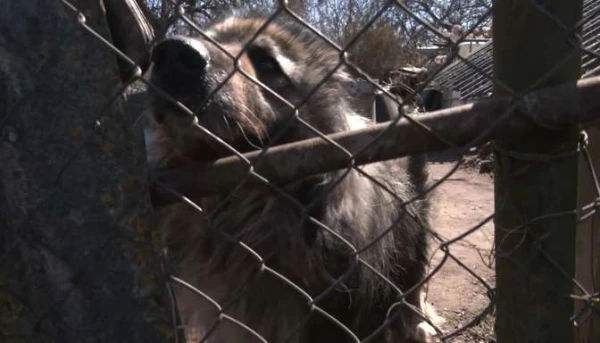 In Carnikava, a dog has been living alone among scrap metal for years; people complain to the authorities, but the situation remains unchanged
