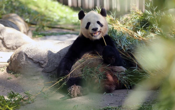 Chinese Pandas Fly to the U.S.: A Diplomatic Gesture Ahead of Trump's Visit to Beijing