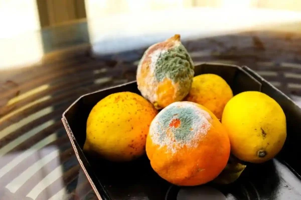 The Dietitian Explains the Differences Between Noble and Dangerous Mold